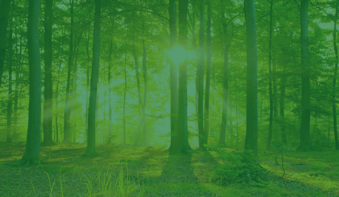 Incontro di Armonia: Forest Bathing e Musica tra gli Alberi